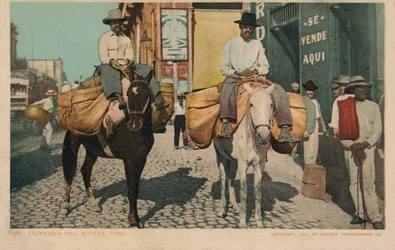 Kasvismiehet, Havanna, Kuuba, 1904