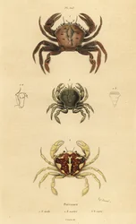 Velvet-rapu, Necora puber 1, marmoroitu uimarapu, Liocarcinus marmoreus 2 ja Pennant