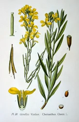 Seinäkukka, 1893