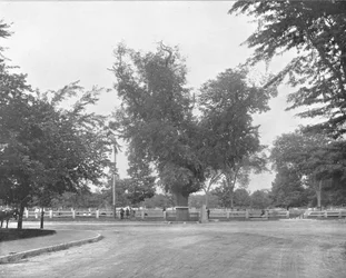 Washington Elm, Cambridge, Massachusetts, USA, 1900.