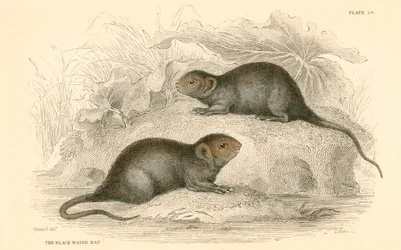 Vesimyyrä Arvicola terrestris, joka tunnetaan myös nimellä musta vesirotta, 1828