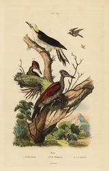 Valkotikka, Melanerpes candidus, Filippiinien kääpiötikka, Yungipicus maculatus, uros ja naaras
