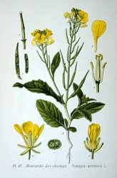 Villi sinappi, 1893