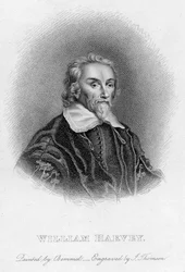 William Harvey 1578-1657 englantilainen lääkäri, 1600-luku