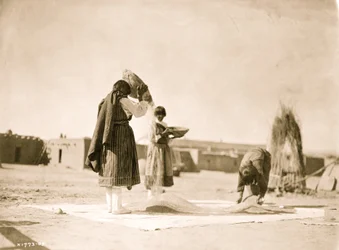 Viljelyvehnä - San Juan 1905 (kuva)