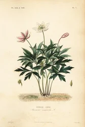 Puuvuokko tai tuulenkukka, Anemone nemorosa, Anemone sylvie