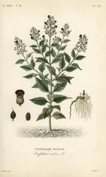 Metsäviikunajuuri, Scrophularia nodosa, Scrofulaire noueuse