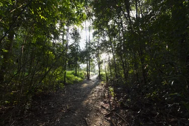 Polku viidakossa Camp Leakeyn luona, Tanjung Putingin kansallispuisto, Keski-Kalimantan, Borneo, Indonesia
