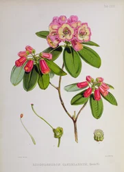 Rhododendron: Candelabrum, J.D. Hookerin teoksesta The Rhododendrons of Sikkim-Himalaya, 1849-51