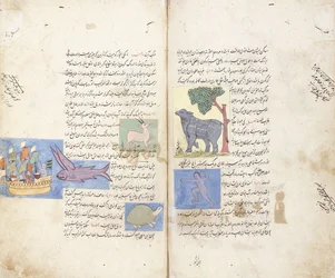 Sivu persialaisesta käsikirjoituksesta "Aja" ib al-Makhluqat wa Ghara "ib al-Maujudat