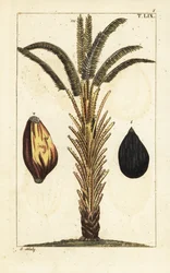 Afrikkalainen öljypalmu hedelmillä, Elaeis guineensis.