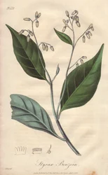 Alibouffier tai styrax (Styrax benzoin) - William Clarken vahva vesi, joka kuvittaa John Stephensonin ja James Morss Churchillin "Medical Botanical, Description of the Medicinal Plants of London, Edinburgh, and Dublin" -teosta, jonka John Chur julkaisi Lon