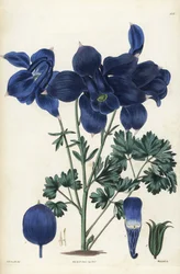 Alppikolumbiini, Aquilegia alpina. Weddellin käsin tekemä kuparikaiverrus Edward Dalton Smithin kasvitieteellisen kuvituksen mukaan Robert Sweetin teoksesta The British Flower Garden, Ridgeway, Lontoo.