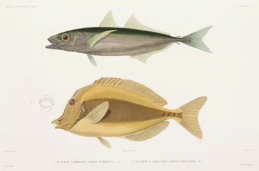 Amberstripe scad ja Razor surgeonfish