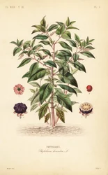 amerikkalainen kukkaro, Phytolacca americana, Phytolacca decandra, Phytolaque