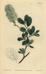 American Wych Hazel, Fothergilla gardenii (tylpälehtinen fothergilla, Fothergilla alnifolia obtusa)
