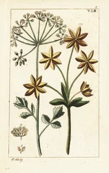 Anis tai anis, Pimpinella anisum.