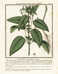 Vuotuinen elohopea