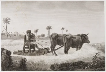 Peltoviljely, sadonkorjuu Puimakone, Egypti, n. 1798