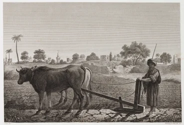 Peltoviljely, kyntö, kyntö härkien kanssa, Egypti, n. 1798