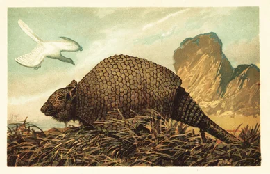 Archeopteryx lithographica ja Panochthus tuberculatus.1908 (litografia)