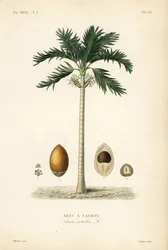 Areca pähkinäpalmu, Areca catechu, Arec a cachou