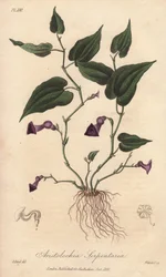 Aristoloche (Aristolochia serpentaria) - William Clarken vahva vesi kuvittaa John Stephensonin ja James Morss Churchillin kirjoittamaa "Medical Botanical, Description of the Medicinal Plants of London, Edinburgh and Dublin", jonka John Churc julkaisi Lonto