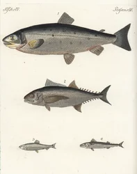 Atlantin lohi, Salmo salar 1, tonnikala, Thunnus species 2, silakka, Clupea harengus 3, ja makrilli, Scomber scombrus 4. Käsinväritetty kuparikaiverrus Friedrich Johann Bertuchin Bilderbuch fur Kinder -teoksesta (Kuvakirja lapsille).