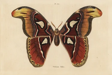 Atlas koi, Attacus atlas