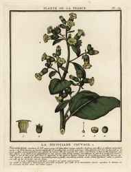 Aztec-tupakka, Nicotiana rustica.