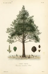 Kalju sypressi tai suosypressipuu, Taxodium distichum, Cypres chauve