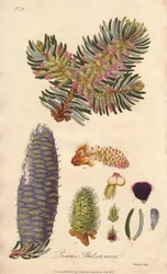 Balsamikuusi (Abies balsamea) - William Clarken vahva vesi kuvittaa John Stephensonin ja James Morss Churchillin "Medical Botanical, Description of the Medicinal Plants of London, Edinburgh and Dublin" -teosta, jonka John Churchill julkaisi Lontoossa vuonn