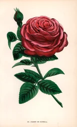 Baron de Gonella -ruusu, Ile-Bourbon-ruusun lajike, jonka Monsieur Guillot Sr. kasvatti Lyonissa vuonna 1859. F. Grobon on piirtänyt ja litografoinut kromolitografian Hippolyte Jamainin ja Eugene Forneyn teoksesta "Les Roses", Pariisi, J. Rothschild.