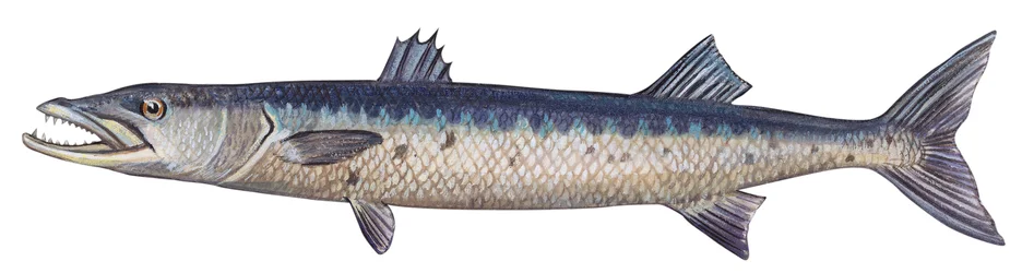 Barrakuda - Isobarrakuda (Sphyraena barracuda)