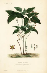 Barrenwort eli piispanhattu, Epimedium alpinum, Epimede des alpes