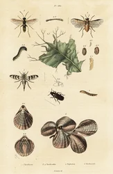 Beetle, sawfly and lamp shells.   1376975   fi       finnish Successfully Translated  Original: North Terrace and Winchester Tower (colour litho) Translat: North Terrace and Winchester Tower (colour litho) 1412872 fi finnish Successfully Translated Origina