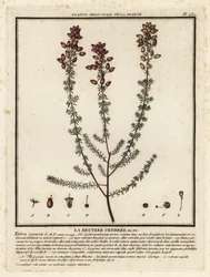 Bell heather, Erica cinerea.    1376839   fi       finnish Successfully Translated  Original: Girl with a rake in fjord landscape Translat: Girl with a rake in fjord landscape 1319038 fi finnish Successfully Translated Original: Buddhist angel--Apsaras Tra