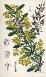 Berberis lycium, länsi-Himalajan keltaisia kukkia kasvava pensas. Matilda Smithin (1854-1926) piirros, E. Batesin litografia, Joseph Dalton Hookerin toimittamassa Curtis Botanical Magazine -lehdessä, jonka on julkaissut L. Reeve and Co Lontoossa, Englannis