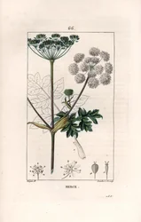 Berce ou charavie - Lambert filsin kaiverrus Pierre Jean Francois Turpinin (1775-1840) piirroksen mukaan, teoksesta La flore medicale, de Chaumeton, Poiret et Chamberet, Pariisi 1830 - Rohto-ohdake tai lehmänpastilli, Heracleum sphondylium - Lambert J