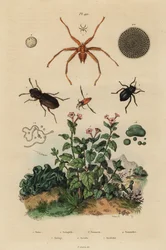 Isosilmäkuoriainen, Notiophilus biguttatus, selkäuimari, Nononecta-lajit, nummuliittifossiili, tummakuoriainen, Nyctelia-lajit, lepakkakärpäs, Nycteribia-lajit