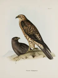 Petolinnut, Galapagossaaret, n. 1832-1836