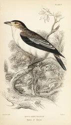 Mustakurkku-uikku, Tityra inquisitor (Rufos-eared black-cap, Psaris erythrogenys). William Lizarsin käsin värjätty teräskaiverrus William Swainsonin kuvituksen mukaan Sir William Jardine