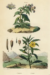 Hullukaali, Hyoscyamus niger 1, ja perulainen ludwigia, Ludwigia peruviana 2