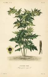 Hullukaali eli haiseva koiso, Hyoscyamus niger