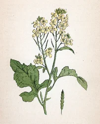 Mustasinappi (Brassica nigra) (mustasinappi) Kasvitieteellinen kilpi Paul Hariotin teoksesta "Atlas colorie des plantes medicinales".