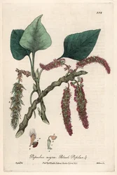 Mustapoppeli eli frankinpoppeli, liard eli piboule (Populus nigra) - Isaac Russellin kasvitieteellinen taulu, kaivertanut Charles Matthews, William Baxterin (1788-1871) teoksesta ”English Botanical Phenomenes”