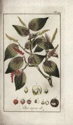 Mustapippuri (Piper nigrum). Litografia Johannes Zornin (1739-1799) teoksesta "Afbeelding der Artseny-Gewassen", Alankomaat.