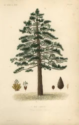 Mustamänty eli itävallanmänty, Pinus nigra subsp.