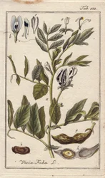 Kasvitieteellinen nimi: Vicia faba, papukasvi, jolla on kukkia, lehtiä ja papuja palkoissa. Käsin värjätty kuparikaiverrus B. Thannerin piirroksesta Johannes Zornin teoksesta "Icons plantarum medicinalium", Saksa.