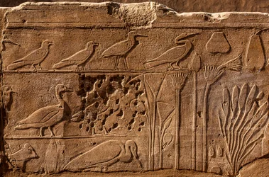 Thutmosis III:n kasvitieteellinen puutarha, jossa on kohokuvioita kasveista ja eläimistä, Karnakin temppeli, Luxor, Thebes, Egypti, Afrikka (kuva)